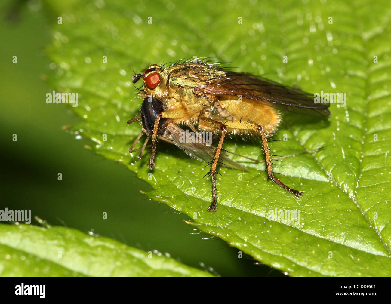 Gelbe oder goldene Dung fliegen (Scatophaga Stercoraria) Fütterung auf Beute Stockfoto