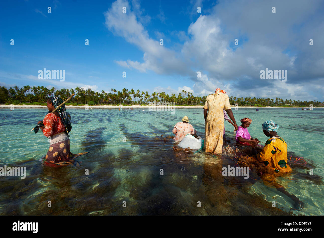 Tansania, Zanzibar Insel Unguja, Alge Ernte eines Unterwasser Farmen, Jambiani Stockfoto