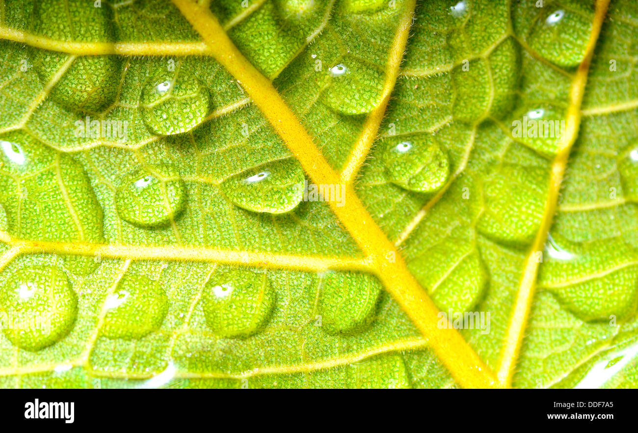 Makroaufnahme von der Rückseite eines Blattes mit Tautropfen auf Sie Stockfoto