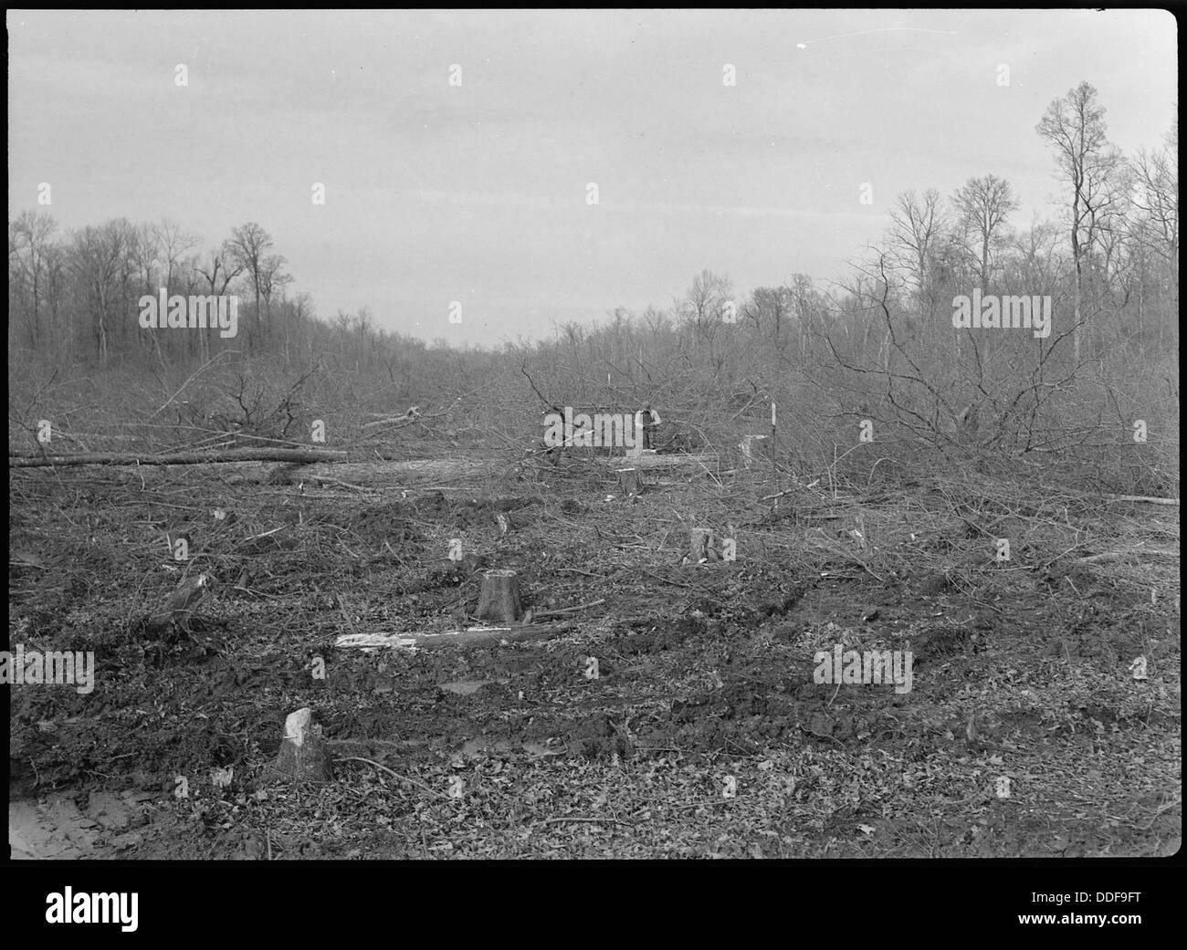 Ein Blick auf das Wegerecht im Jerome Relocation Center in Dermott, Arkansas, mit dem Holz, das im Rahmen der Internierung während des Zweiten Weltkriegs gefällt wurde Stockfoto