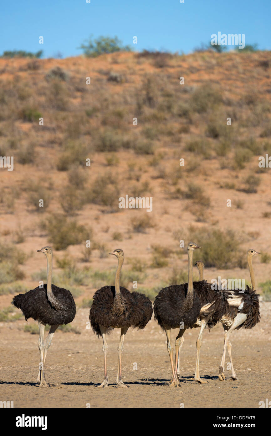 Strauße (Struthio Camelus) Kgalagadi Transfrontier Park, Südafrika, Januar 2013 Stockfoto