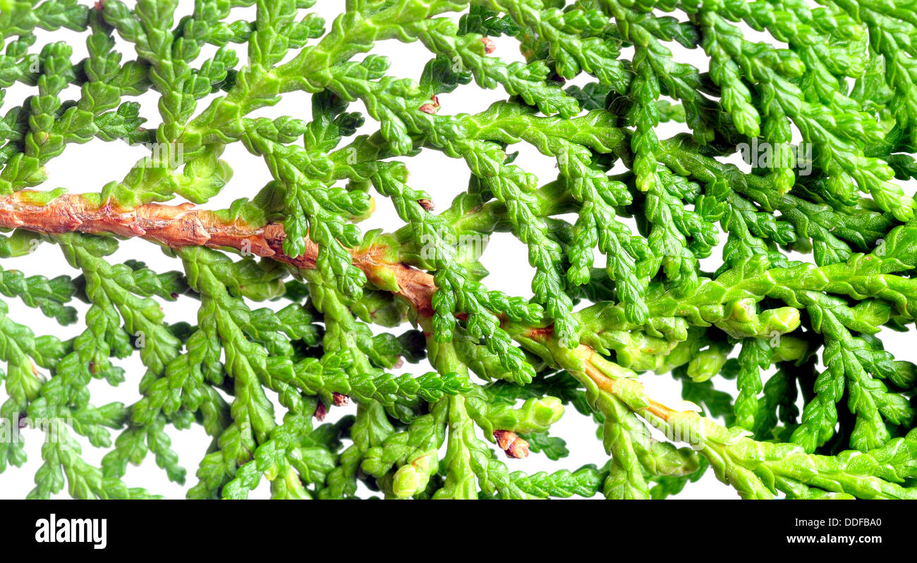 Mcro Schuss von Zypressen Blatt mit weißem Hintergrund Stockfoto