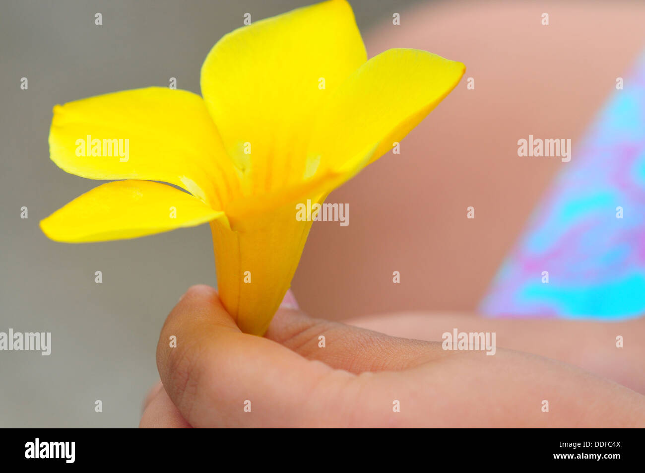 kleines Kinderhand hält eine gelbe Blume Stockfoto