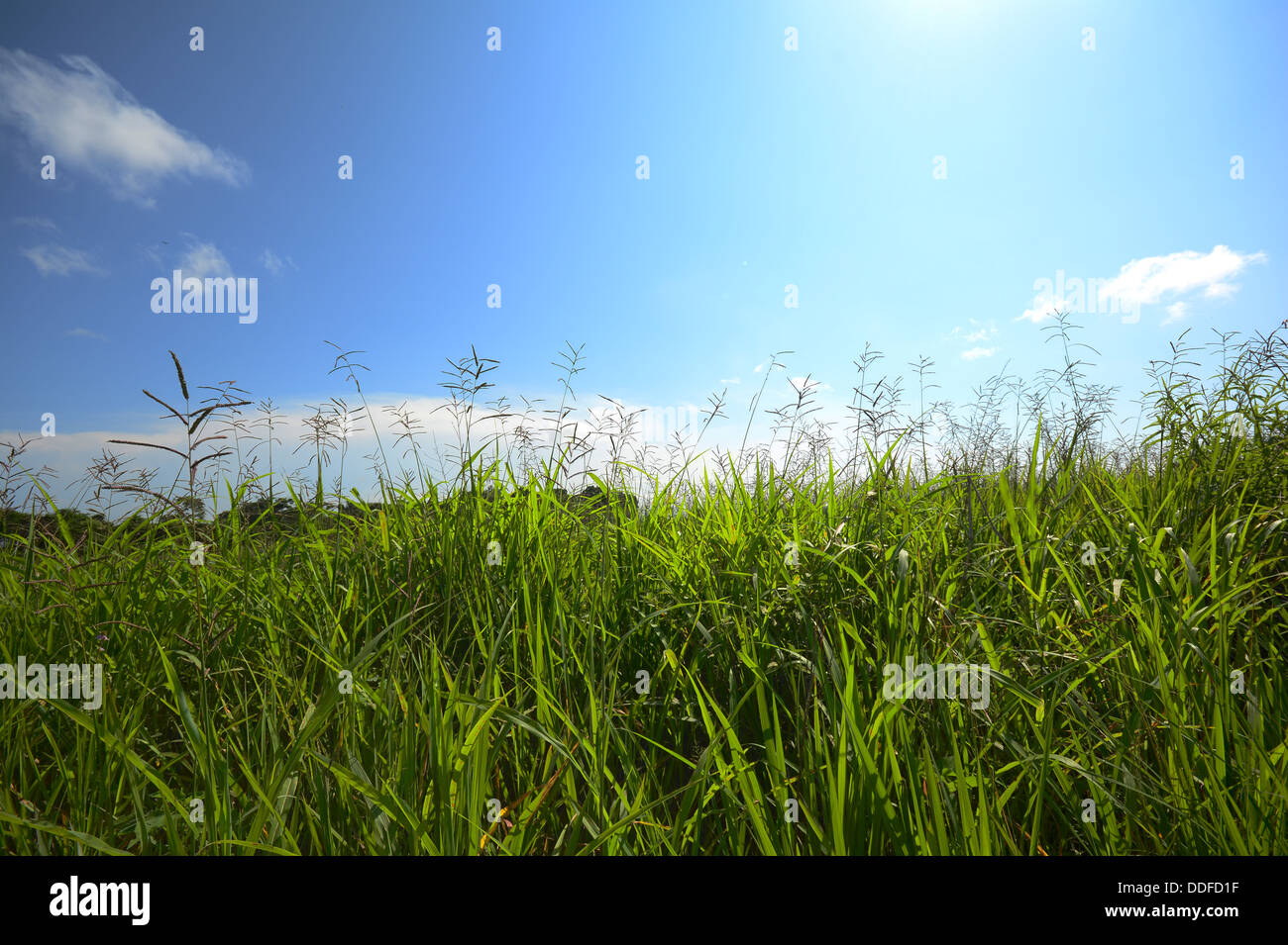 Üppige grüne Wildgras mit einem schönen blauen Himmel im Hintergrund Stockfoto