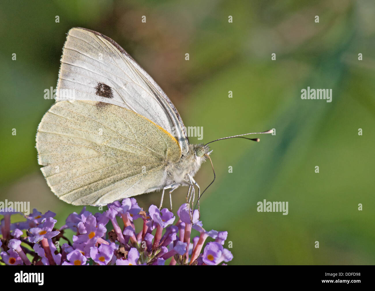 Weiblichen großen weiß-Pieris Brassicae Schmetterling. UK Stockfoto
