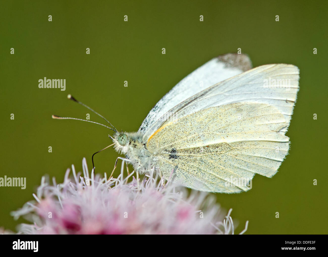 Weiblichen großen weiß-Pieris Brassicae Schmetterling. UK Stockfoto
