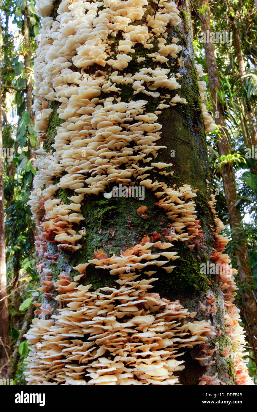 Halterung Pilze wachsen auf einem toten Baum im Regenwald von Ecuador Stockfoto