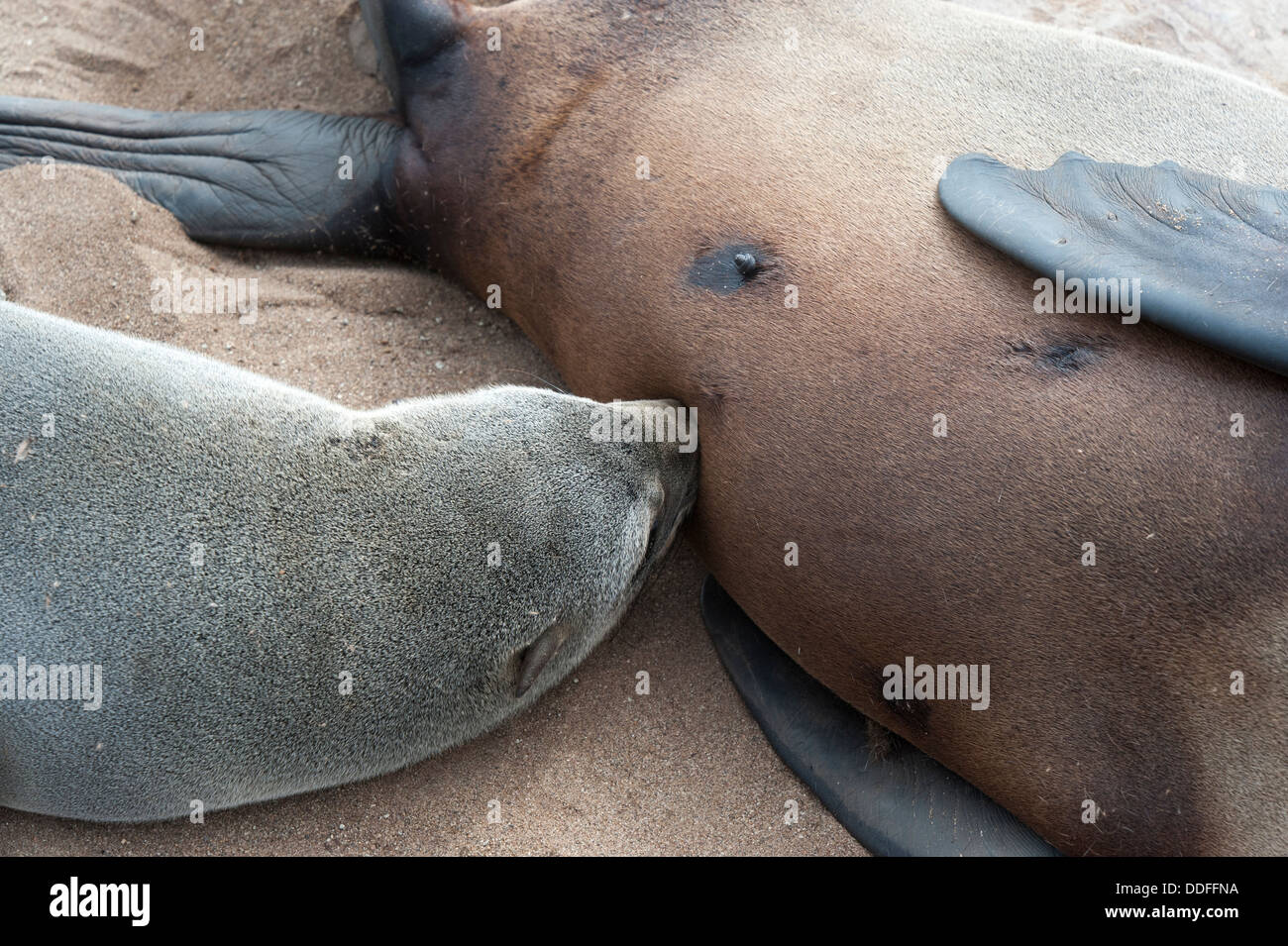 Nahaufnahme von einem weiblichen Cape Seebär (Arctocephalus percivali) Fütterung ihres Welpen, Cape Cross Robbenkolonie, Namibia. Stockfoto