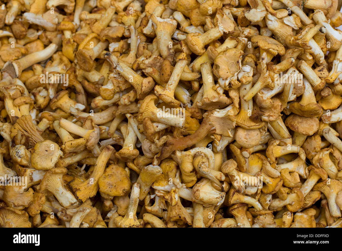 Eierschwämmen Cibarius Pilze Stockfoto