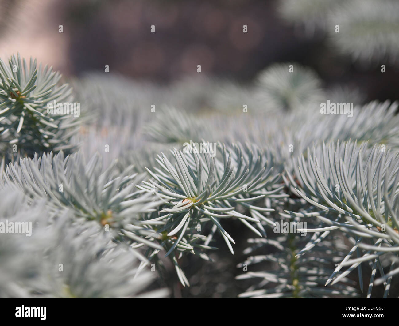 Zweige der Blaufichten im Botanischen Garten. Russland Stockfoto