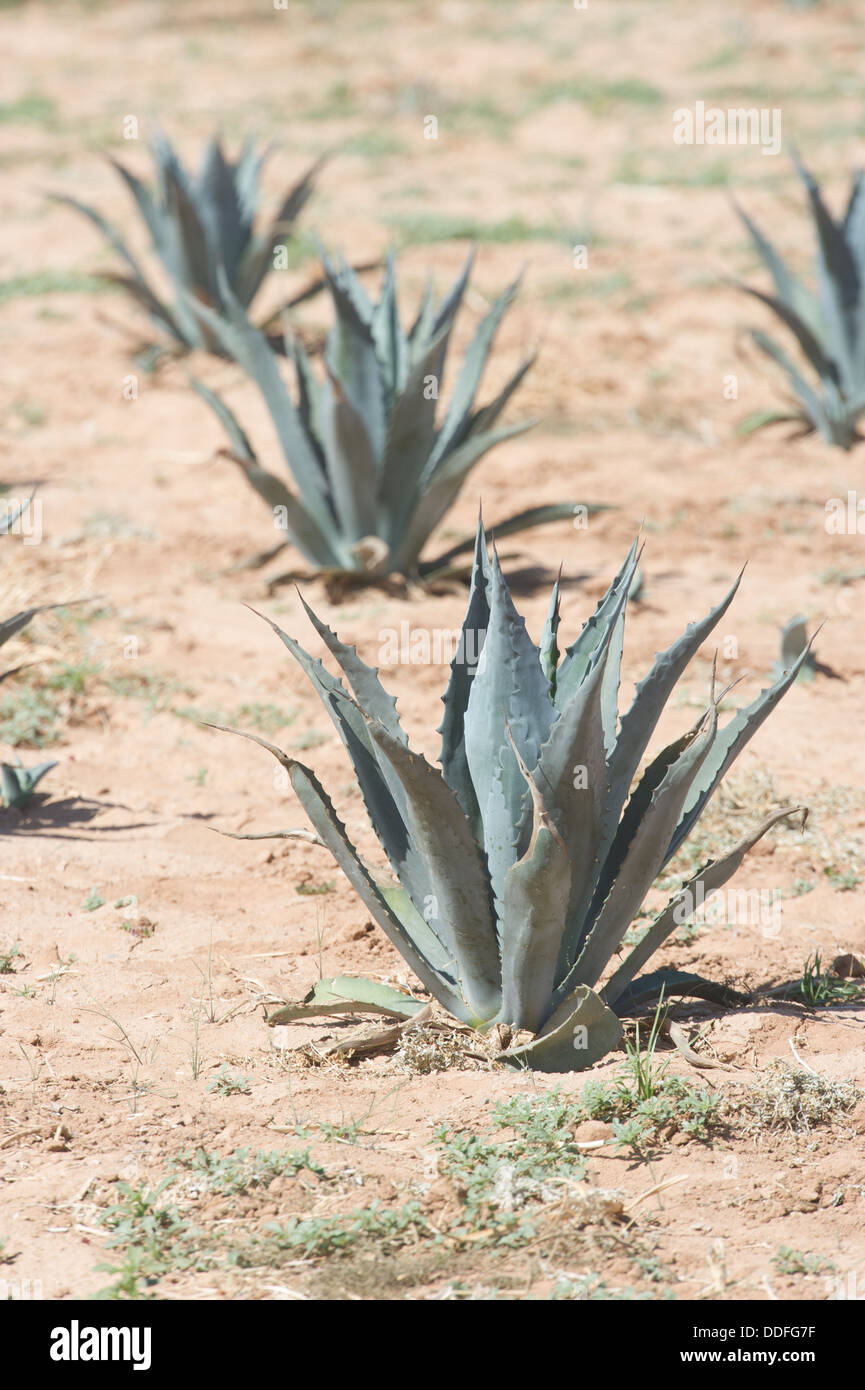 Agave Pflanze Test Grundstücke im Bereich Maricopa, Arizona Stockfoto