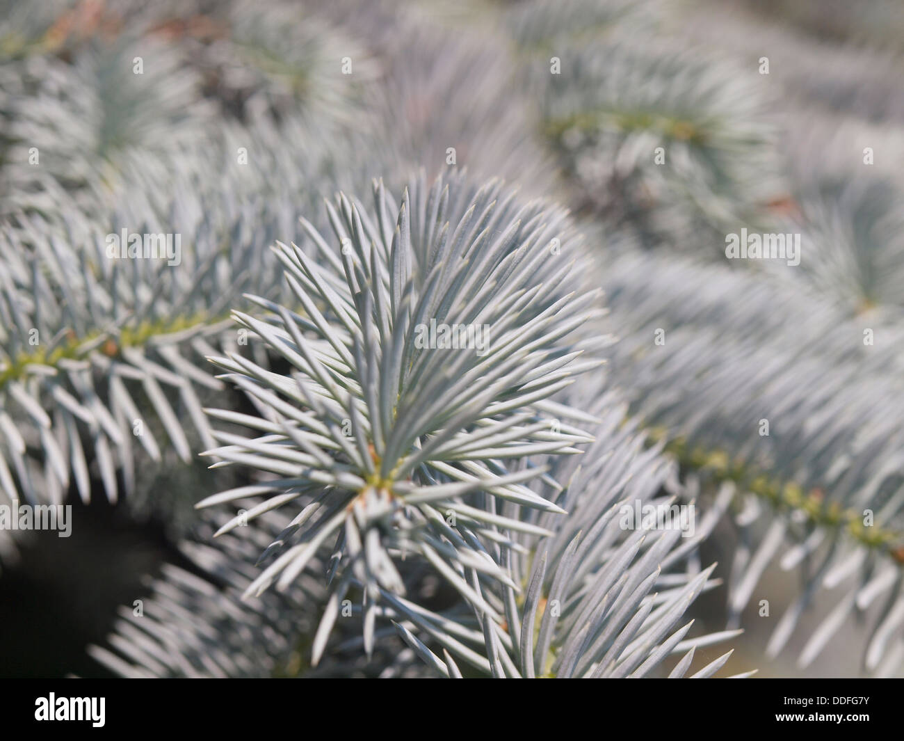 Zweige der Blaufichten im Botanischen Garten. Russland Stockfoto