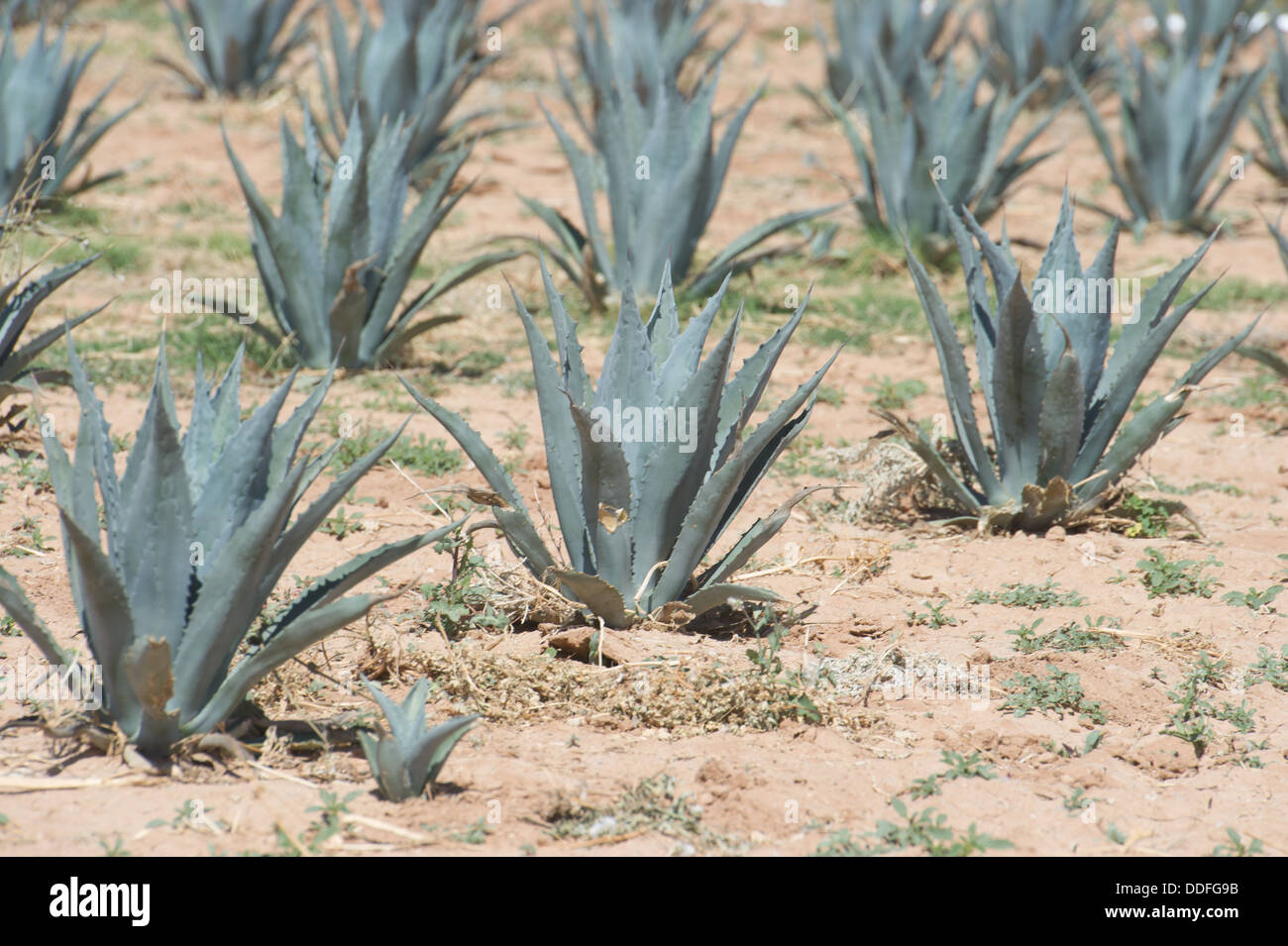 Agave Pflanze Test Grundstücke im Bereich Maricopa, Arizona Stockfoto