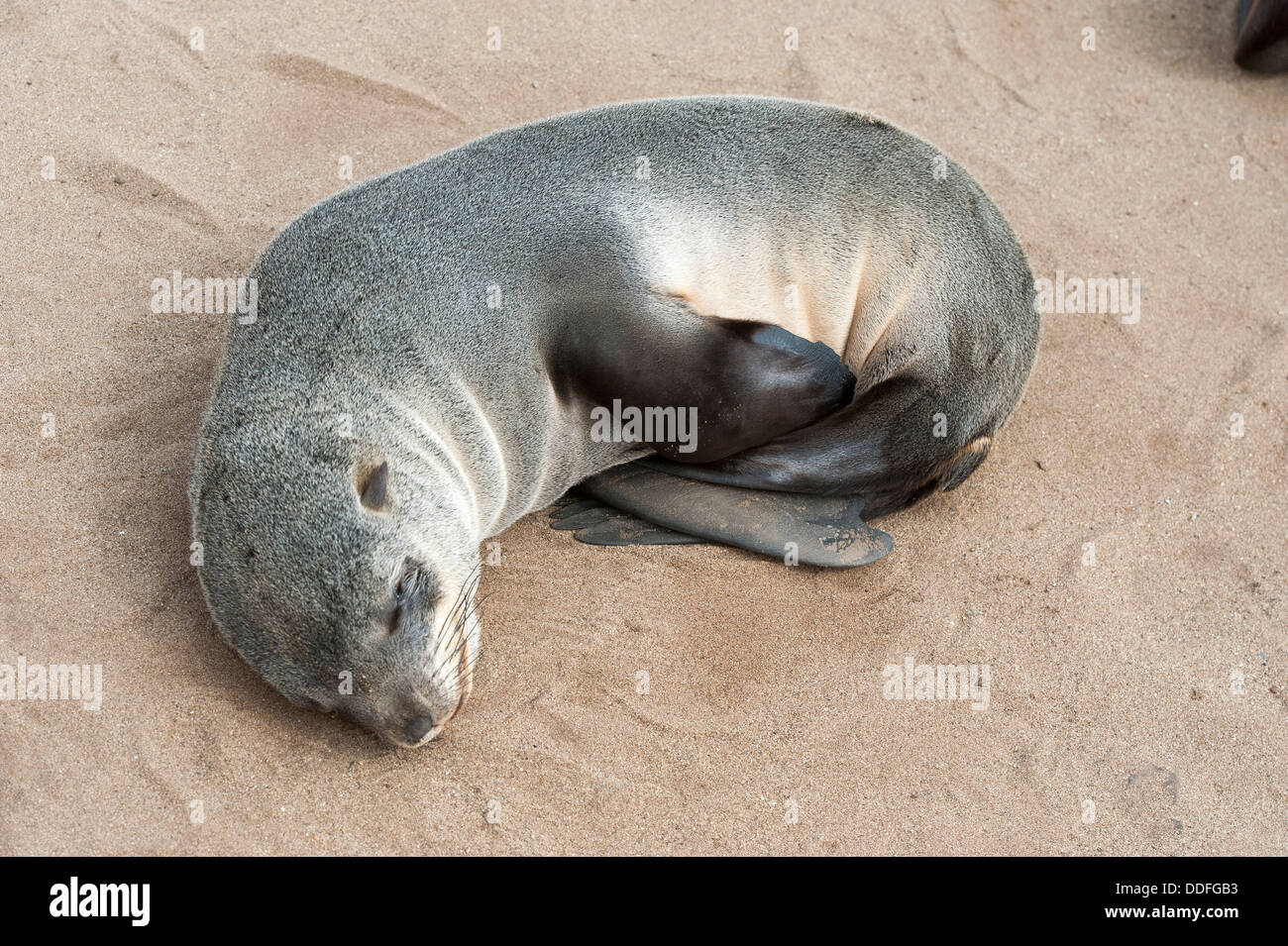 Schlafende Cape Pup (Arctocephalus percivali) Robbenkolonie am Cape Cross, Namibia Stockfoto