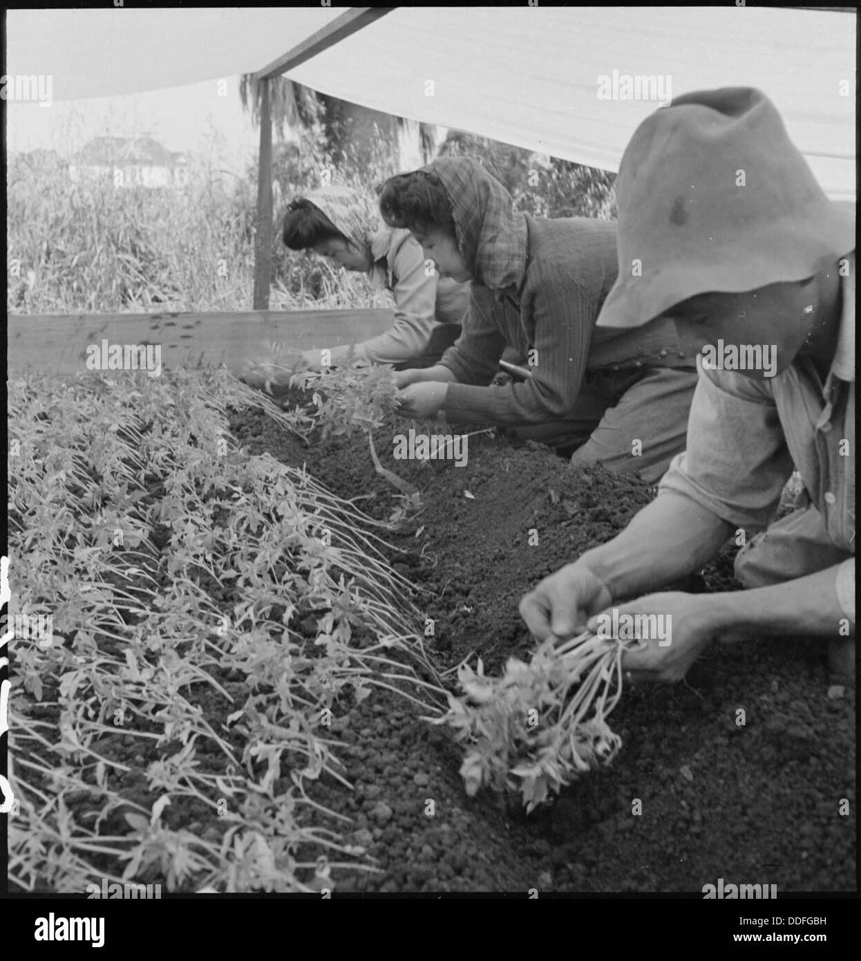 San Leandro, Kalifornien. Familie Arbeit Umpflanzen junge Tomatenpflanzen im Zelt ca. zehn Tage... 536436 Stockfoto