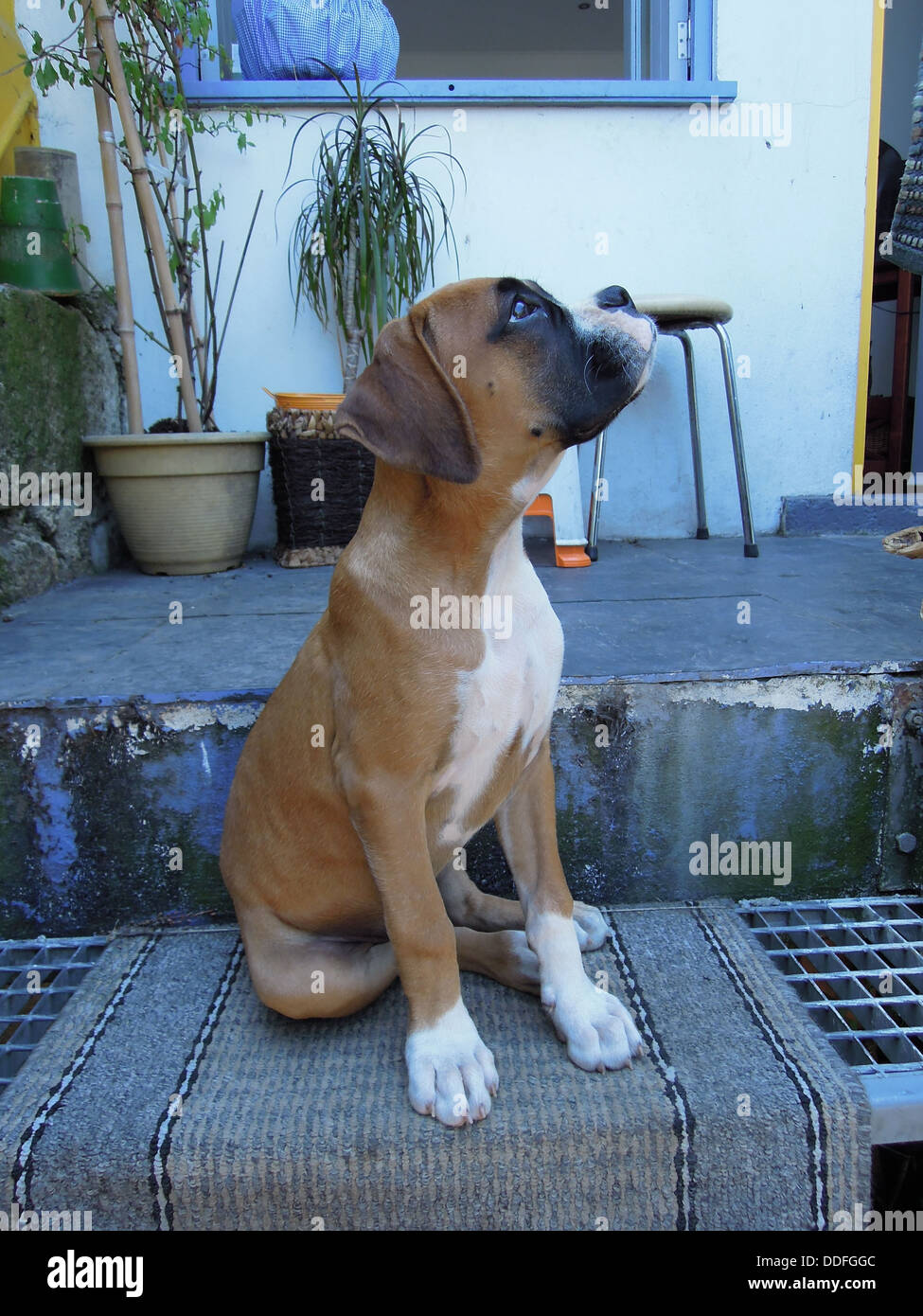 ein Boxer-Welpe sitzt auf der Treppe Stockfoto