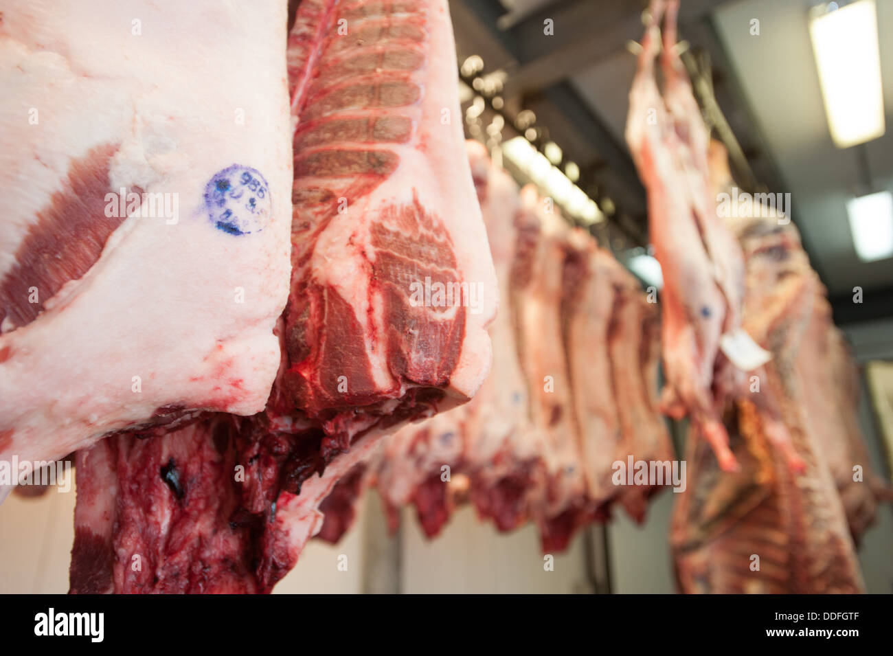Schweinehälften in Fleisch-Spind Stockfoto