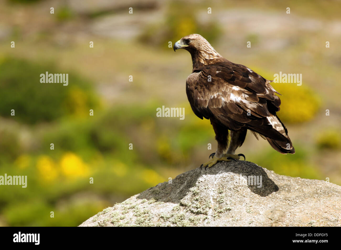 Steinadler (Aquila Chrysaetos) thront auf Felsen Stockfoto