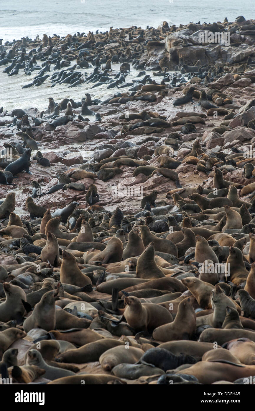 Überfüllten Cape (Arctocephalus percivali) Robbenkolonie am Cape Cross, Namibia Stockfoto