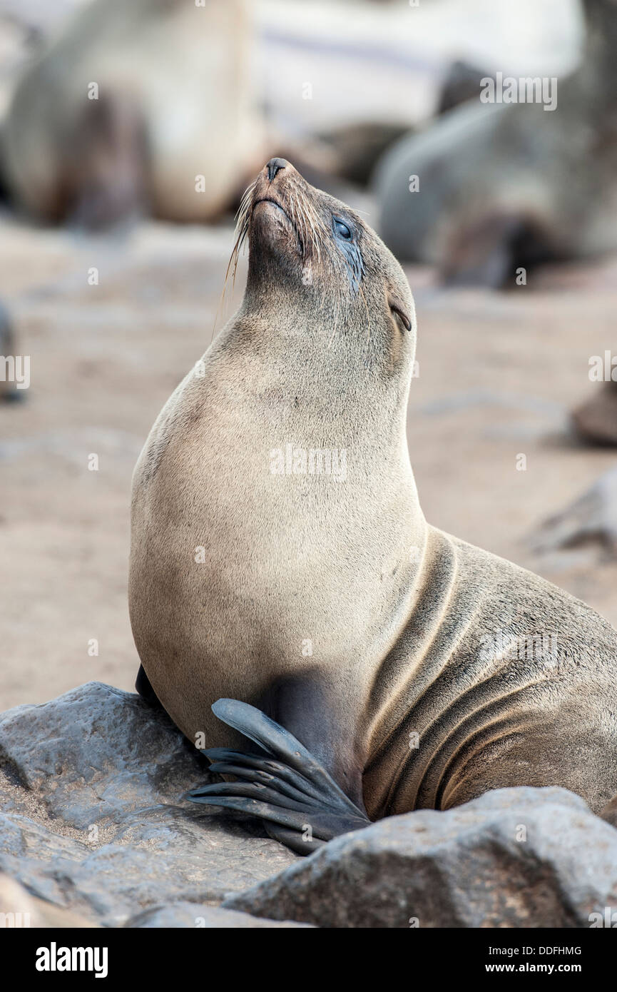 Kap-Dichtung (Arctocephalus percivali) Porträt, Cape Cross, Namibia Stockfoto