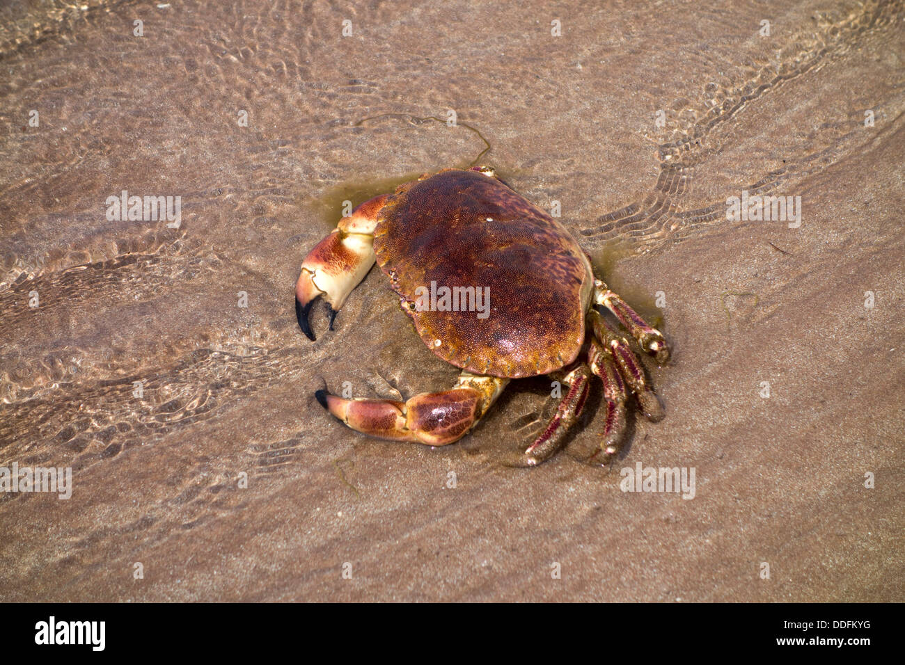 Großen essbaren Krabbe am Sandstrand, Gairloch, Nordwesten Schottlands Stockfoto