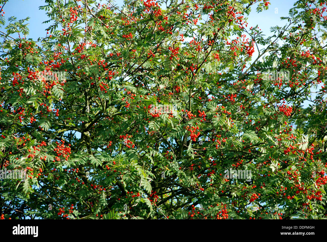 Rowan Tree Heavy mit roten Beeren in der Sommersonne Stockfoto