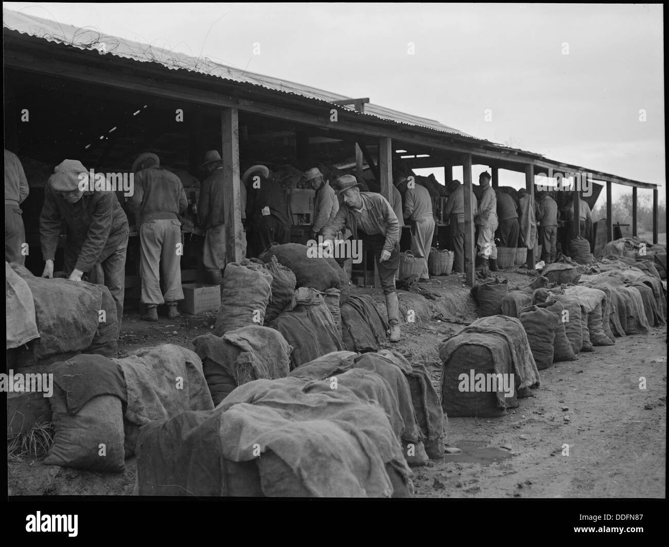 Stockton, Kalifornien. Schneiden Saatgut für Markt auf der Ranch des John C. Kelly in den Delta-Reg... 537598 Stockfoto