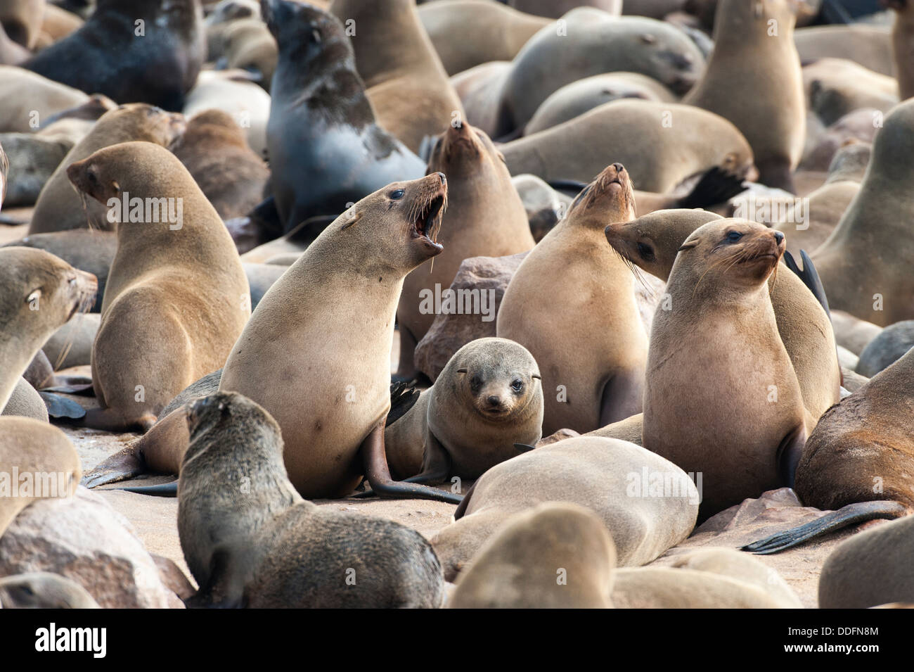 Überfüllten Cape (Arctocephalus percivali) Robbenkolonie am Cape Cross, Namibia Stockfoto