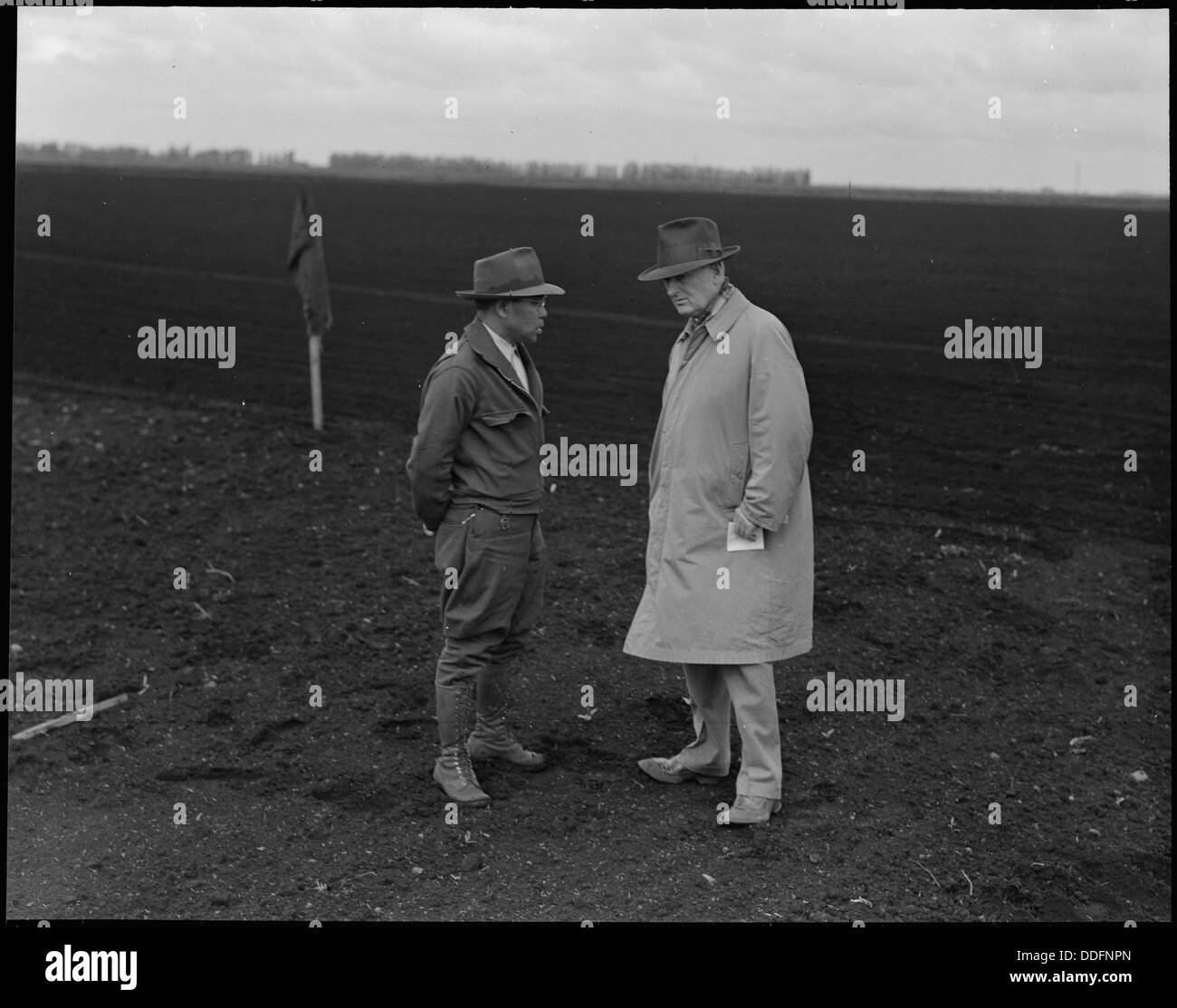 Henry T. Futamachi, Superintendent einer 1.300 Hektar großen mechanisierten Ranch in Stockton, Kalifornien, wird hier fotografiert, um landwirtschaftliche Betriebe zu verwalten, was den Aufstieg der mechanisierten Landwirtschaft in der Region unterstreicht. Stockfoto
