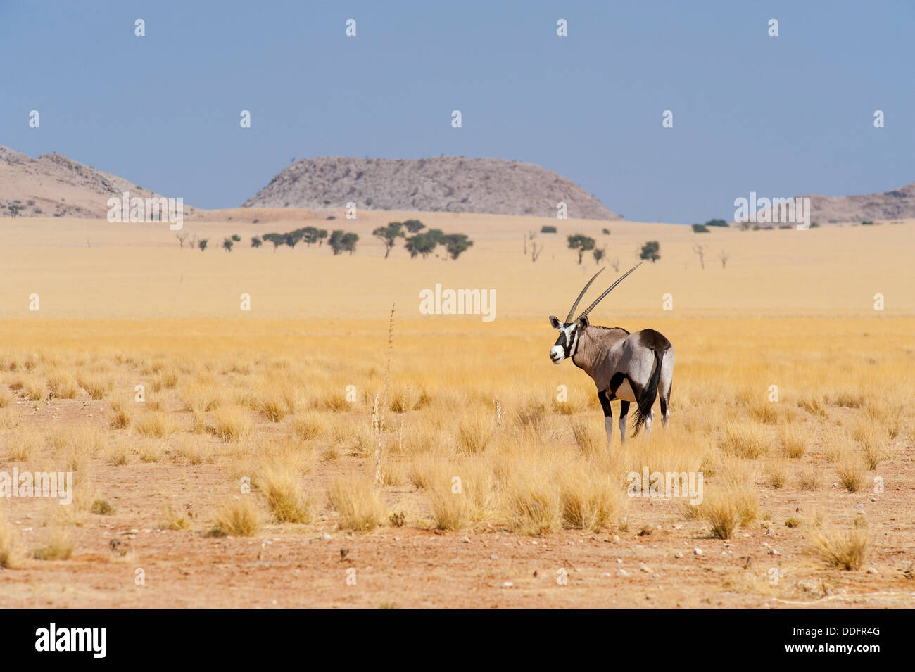 Oryx (Oryx Gazella) stehend auf einem offenen Trockenrasen, Namibia Stockfoto