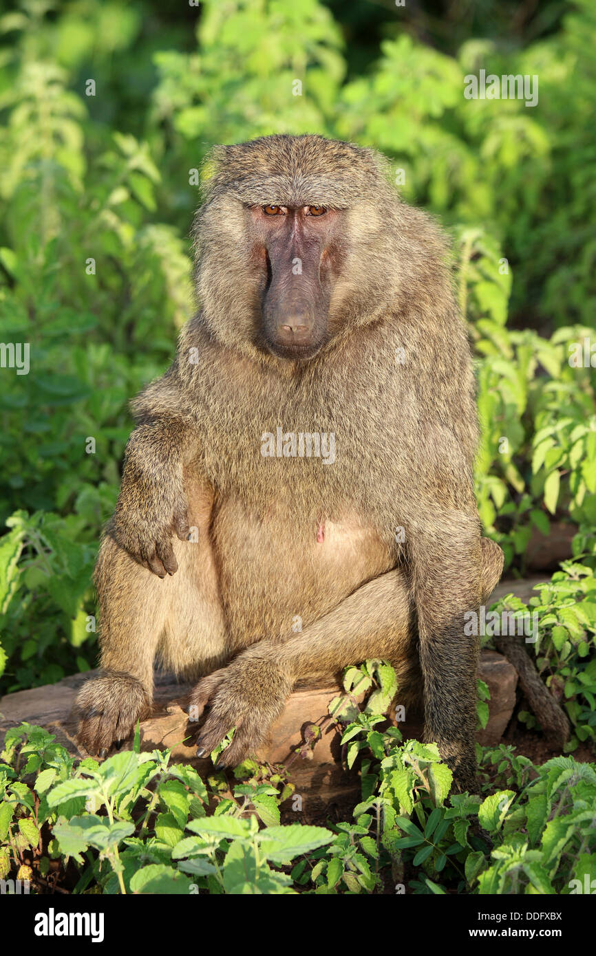 Olive Baboon Papio anubis Stockfoto