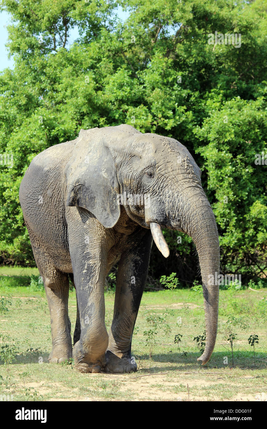 Männlichen afrikanischen Bush Elefant Loxodonta africana Stockfoto