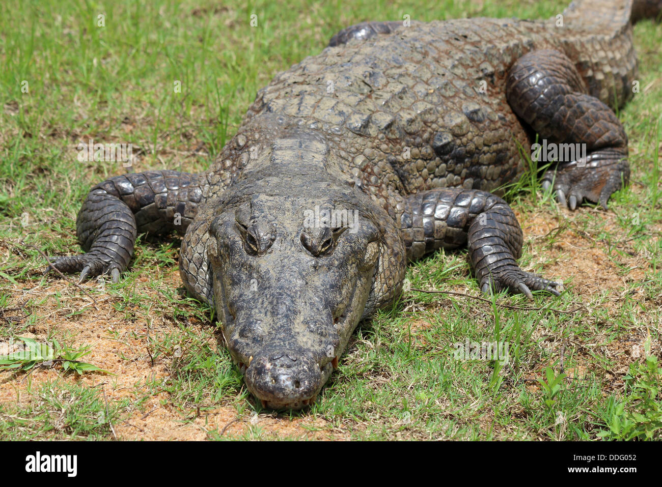 Nil-Krokodil Crocodylus niloticus Stockfoto