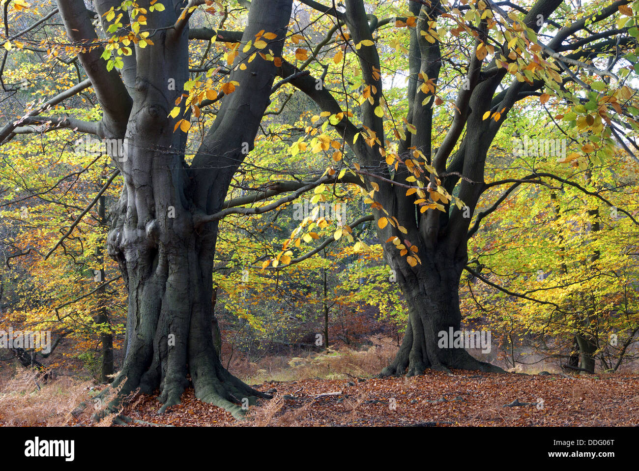 Eiche Bäume im Herbst, Epping Forest, Epping, Essex, UK Stockfoto
