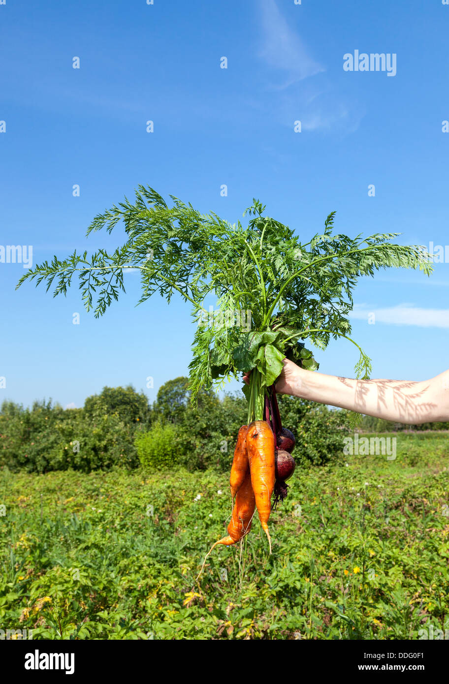 Hand mit frischen Karotten und rote Beete auf grüner Wiese Hintergrund Stockfoto