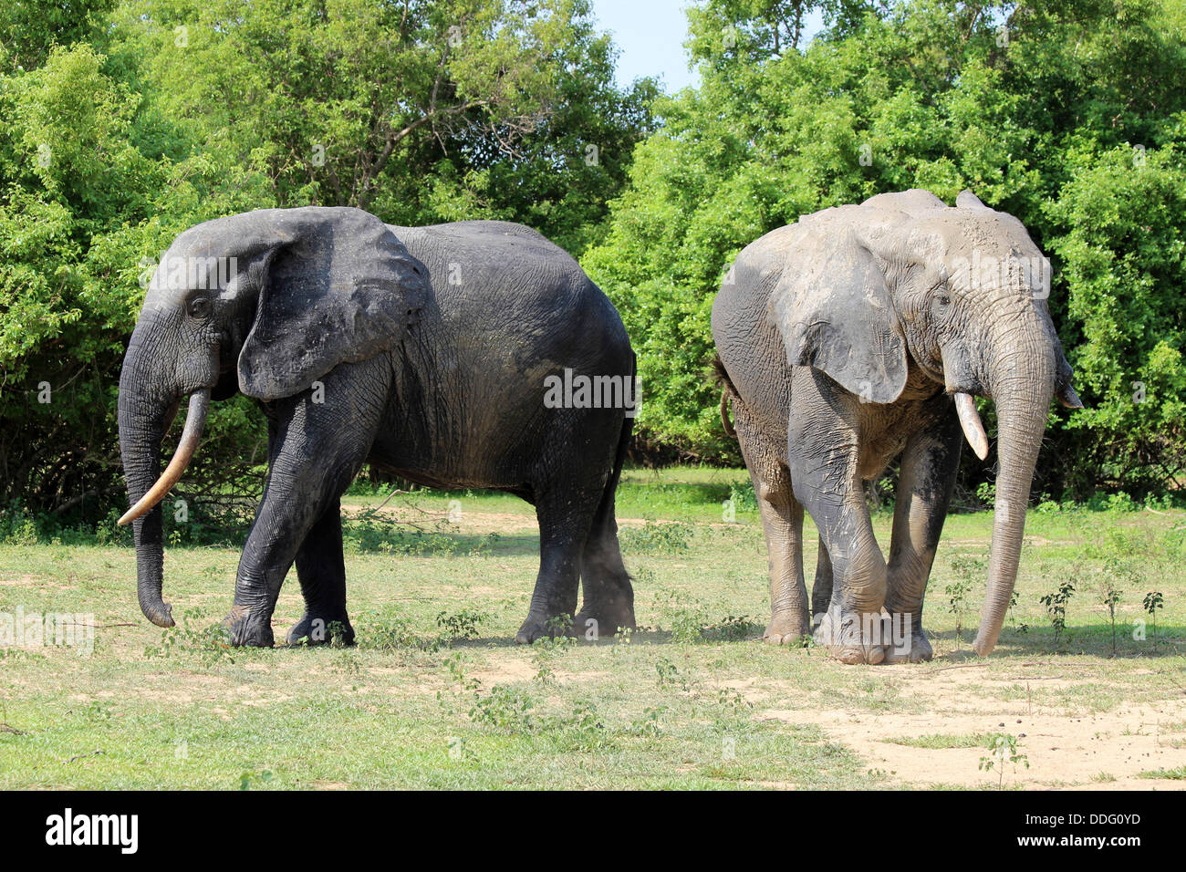 Elefantenbullen Stockfoto