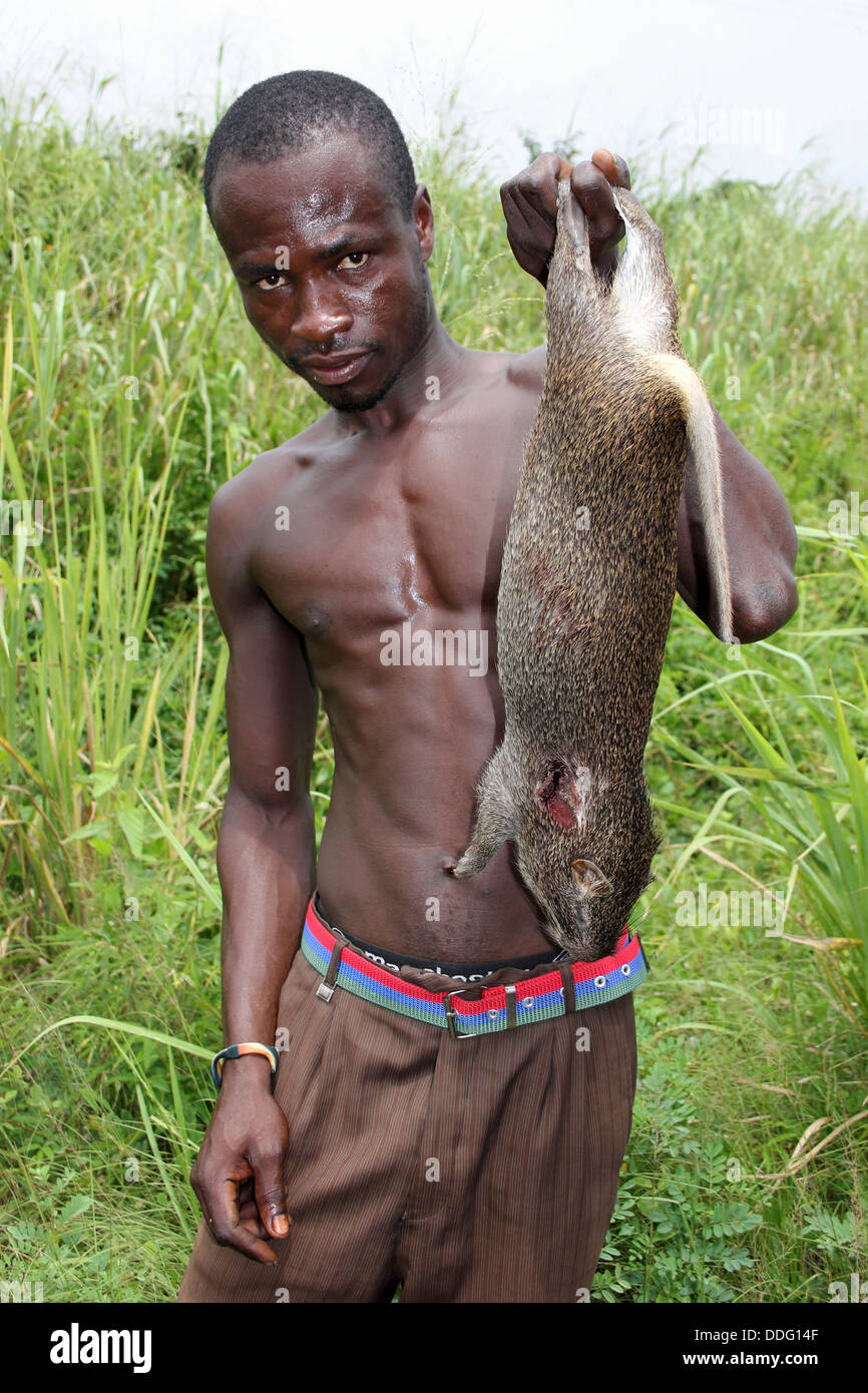Mann hält eine "Grasnager" Lieblings ghanaischen Bushmeat – größere Cane Ratte Thryonomys swinderianus Stockfoto