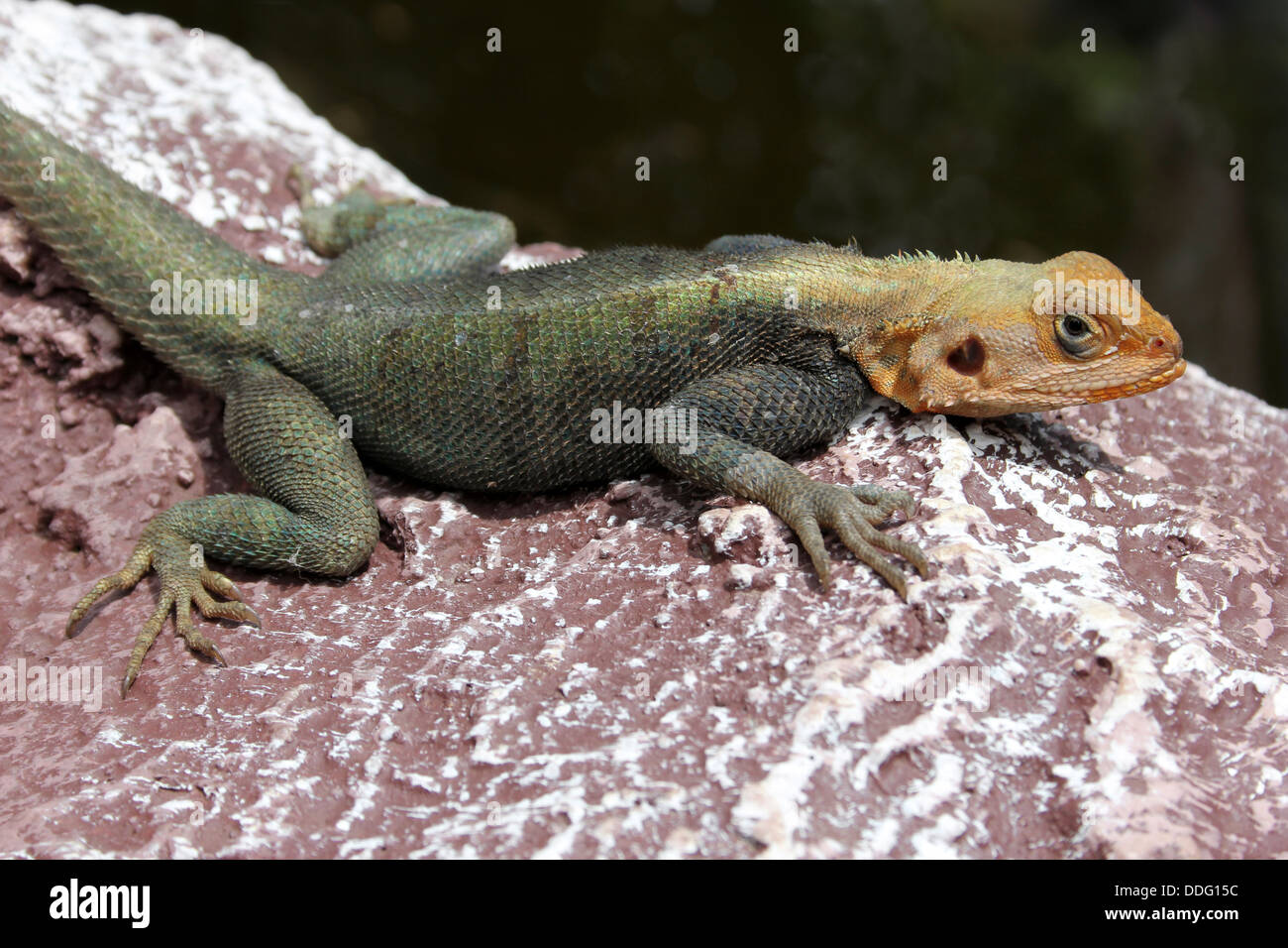 Unter der Leitung von Red Rock Agama männlich-Agama agama Stockfoto