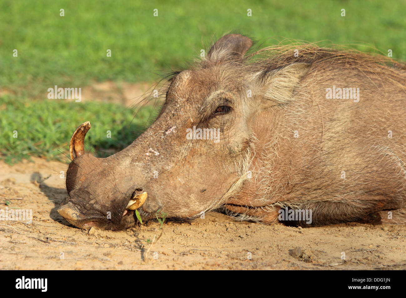 Warzenschwein Phacochoerus africanus Stockfoto