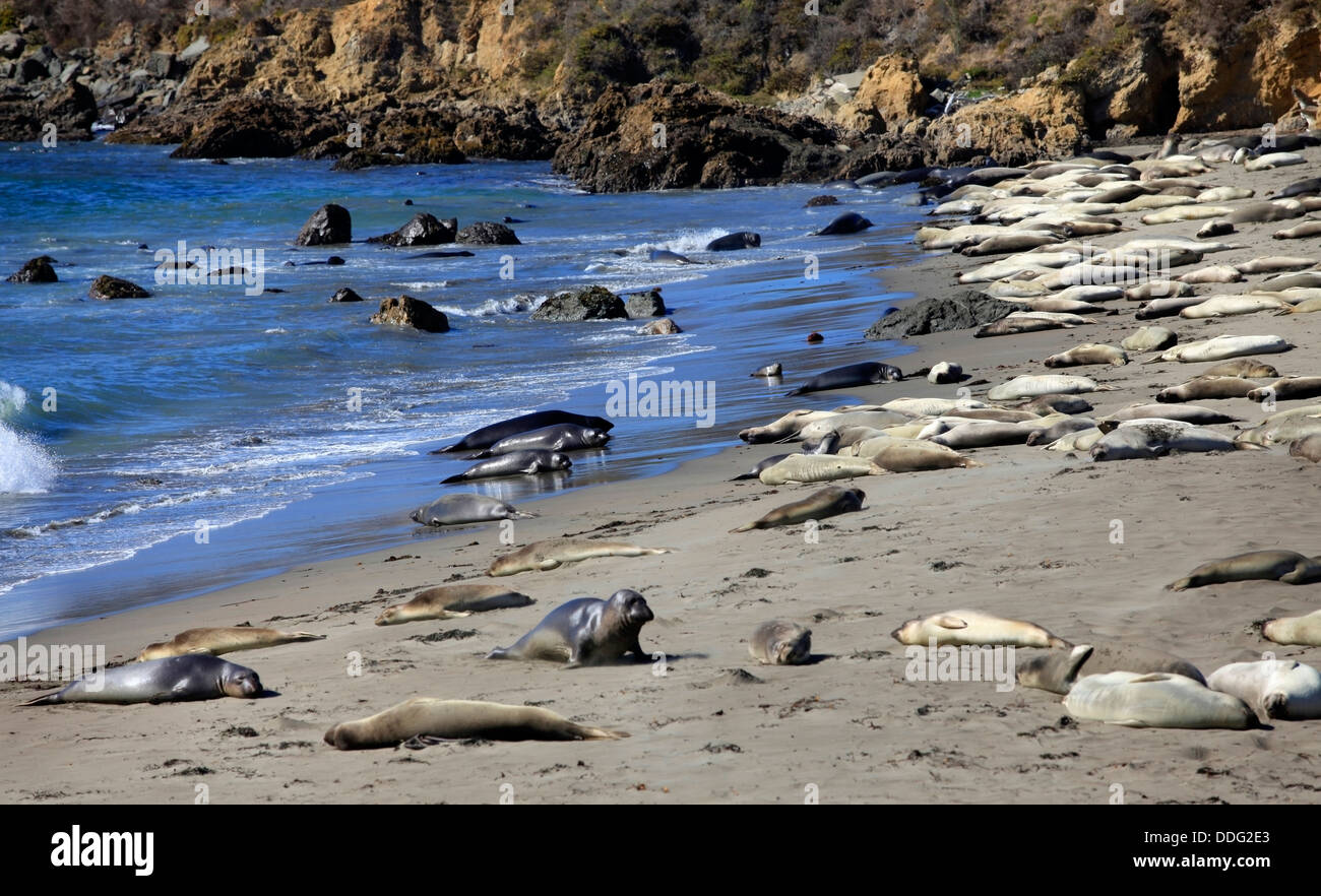 Die Gruppe der Seelöwen Stockfoto