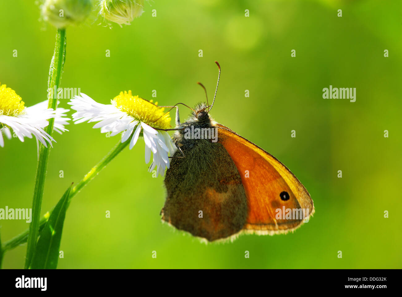 Schmetterling Stockfoto