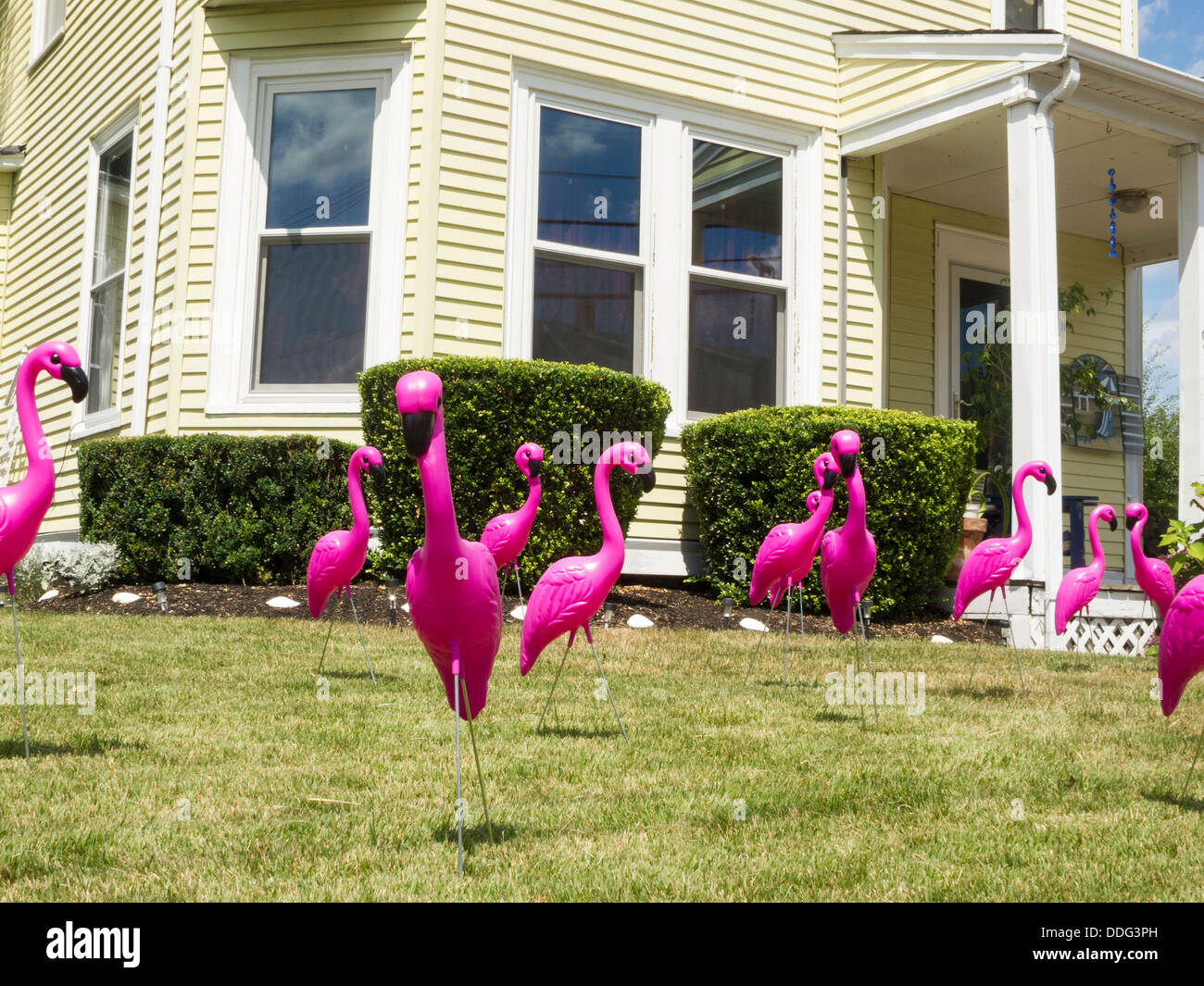 Herde von Kunststoff Flamingos auf vorderen Rasen, Schabernack, USA Stockfoto