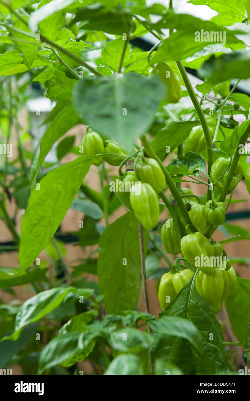 Capsicum Chinense, Scotch Bonnet Pfeffer, wächst in einem inländischen Gewächshaus, Essex. Stockfoto