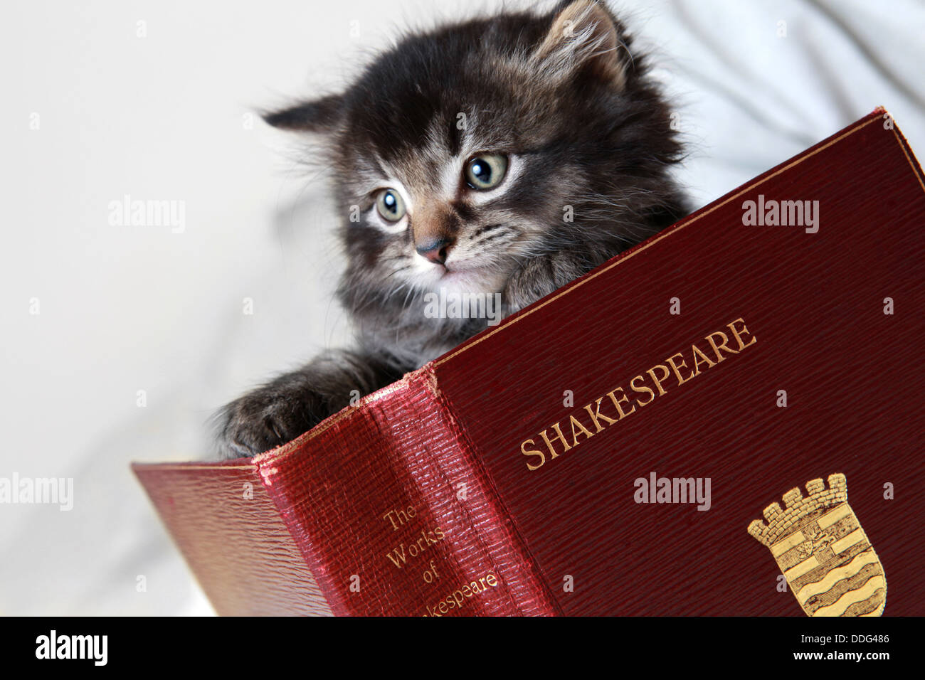 Kätzchen, ein Buch zu lesen Stockfoto