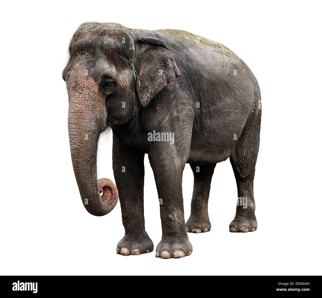 Asiatischer Elefant Stockfoto