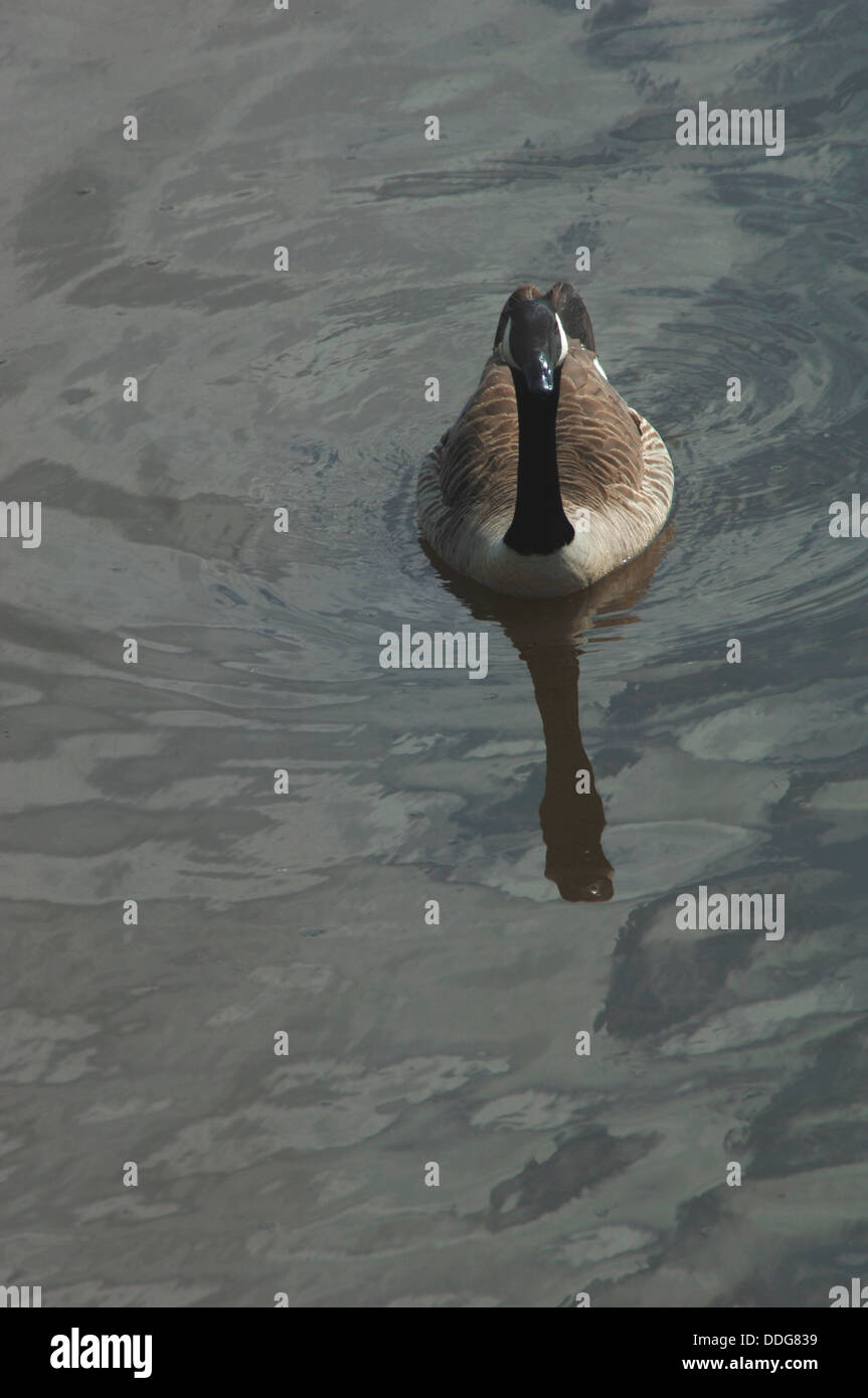 Kanada-Gans {Branta Canadensis} Stockfoto