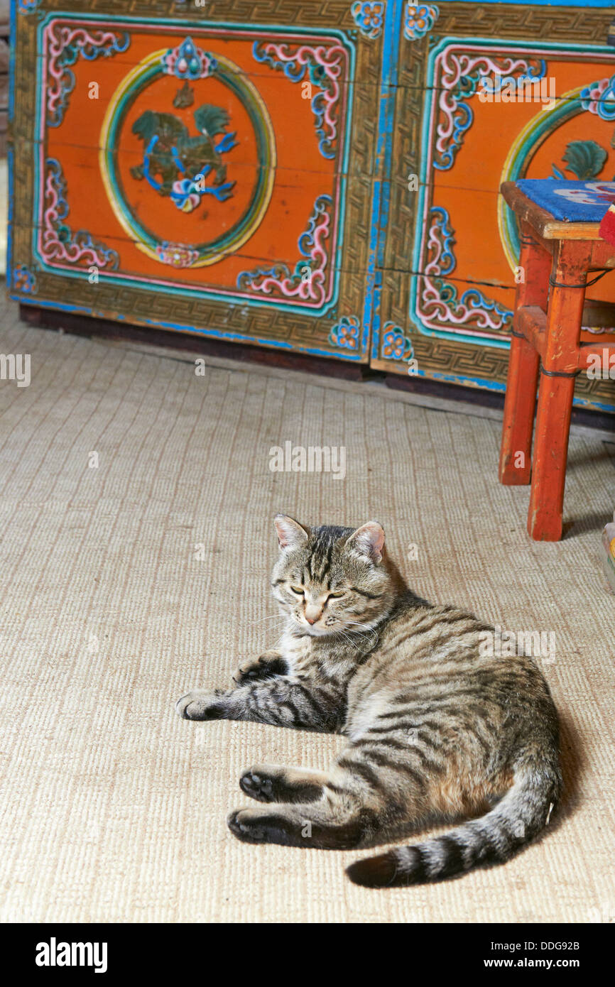 Mongolei, Tov Provinz, Katze in einer Jurte Stockfoto