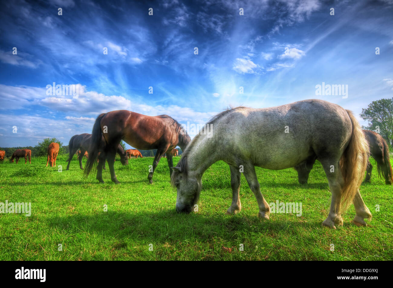 Schöne Pferde in einem Feld. Stockfoto