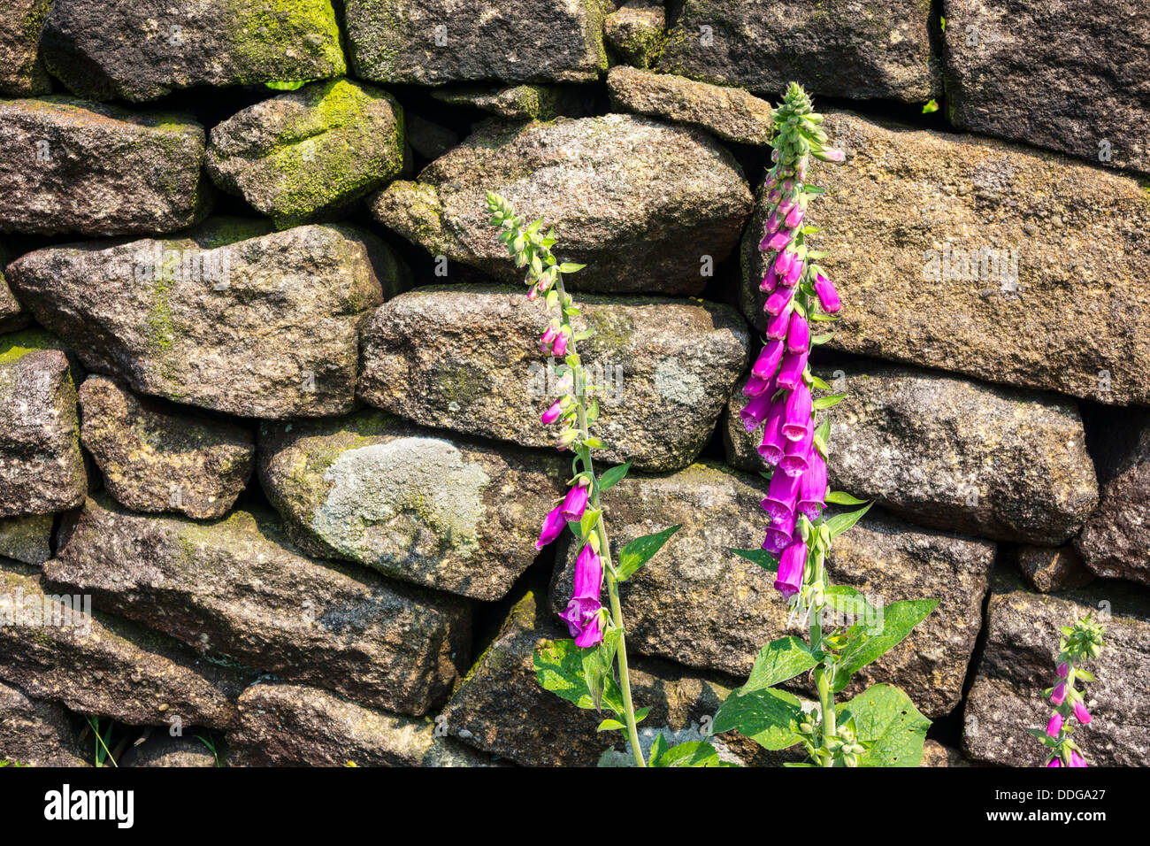 Lila Fingerhut Blüten mit grünen Blättern und Farnen, Digitalis Blume Frühling, Frühling Blume gegen Gritstone trocknen Steinmauer Stockfoto