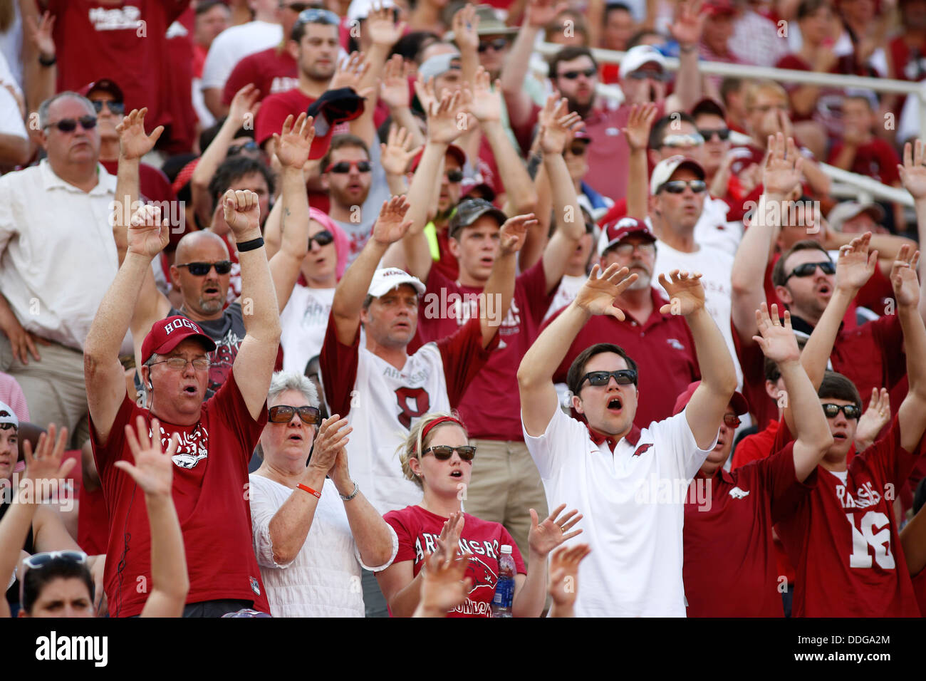 Arkansas-Fans führen ein "Hog genannt" während eines Fußballspiels Razorback in Fayetteville, Arkansas Stockfoto